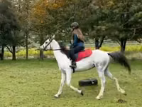 Horse (M), Arabian horse — photo 4