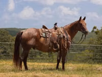 公马, Quarter Horse — 照片 2