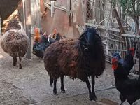 Brebis, Karabakh sheep — photo 2