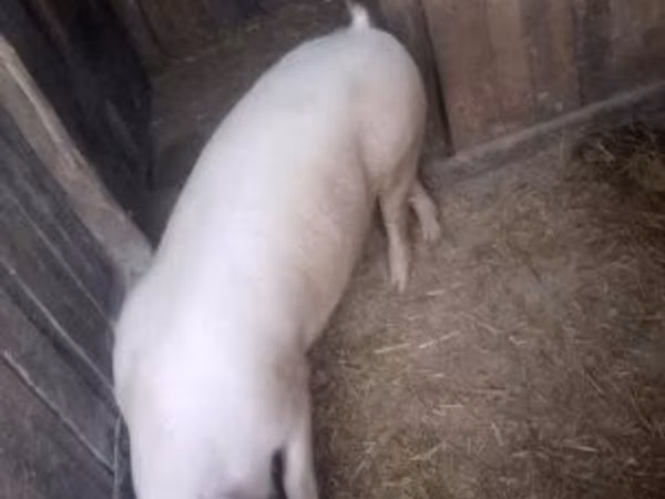 Boar, Pigs