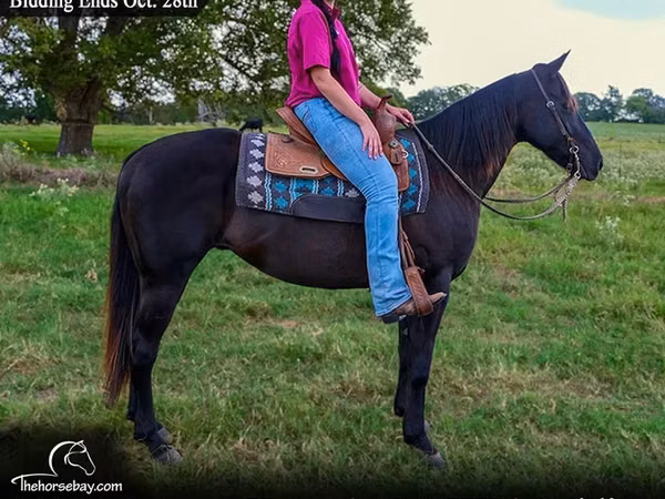 Cheval, Quarter Horse