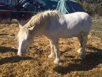 حصان, Gypsy horse — الصورة 4