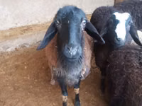 公羊, Jaidara sheep — 照片 4