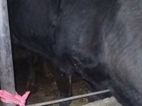Vache, Race Alatauskaya — photo 1