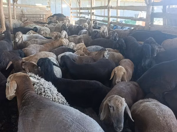 Ram, Sheep