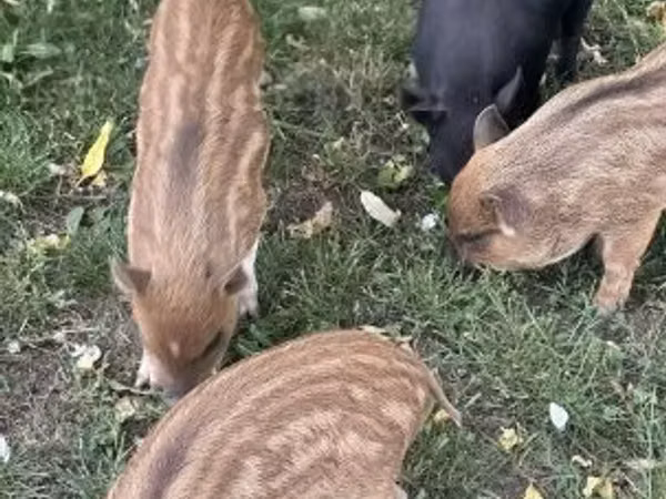 Porcs (lot, sexe non indiqué), 