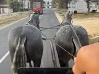حصان, Percheron — الصورة 2
