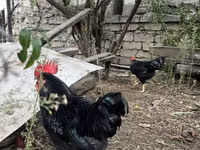 Chickens — फ़ोटो 3
