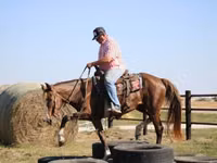 Stute, Rocky Mountain Horse — Foto 7