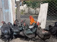 Australorp — photo 4