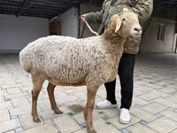 母羊, Arashan sheep — 照片 7