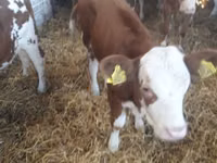 मवेशी (लॉट, लिंग निर्दिष्ट नहीं), Simmental cattle — फ़ोटो 7