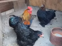 Chickens — الصورة 2
