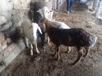 Widder, Rhon sheep — Foto 4