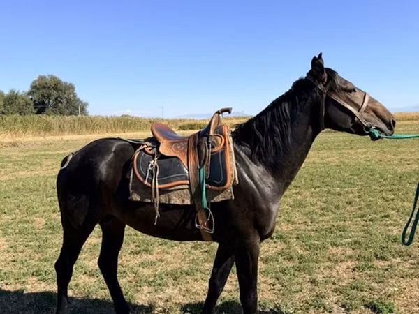 Caballo, Karachay horse
