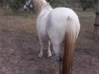 Mare, Horses — photo 4