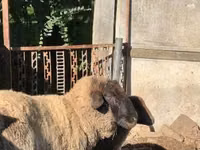 أغنام (دفعة، الجنس غير محدد), Cameroon sheep — الصورة 2