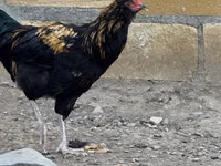 Ameraucana — foto 2
