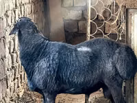 Bélier, Arashan sheep — photo 2