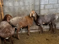 نعجة, Katum sheep — الصورة 3