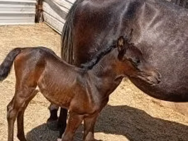 母马, Horses
