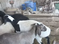 Widder, Rhon sheep — Foto 2