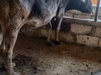 Vaca, Raza Alatau — foto 2