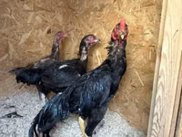 Chickens — photo 3