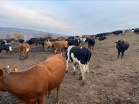 Taureau, Russian Black pied cattle — photo 1