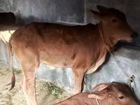 Vaca, Brahman — foto 3