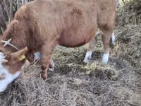 Bull, Simmental cattle — photo 1