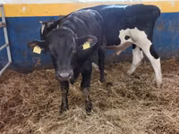 Bulle, Simmental cattle — Foto 3