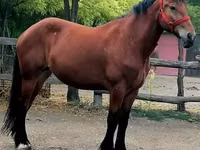 母马, Horses — 照片 4