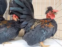 Chickens — फ़ोटो 5