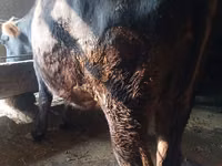 Vache, Race Alatauskaya — photo 1