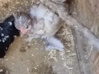 Chickens — الصورة 1