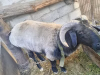 Widder, Blackheaded Persian sheep — Foto 4