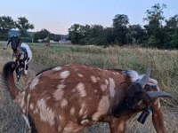 बकरा, Nubian Goat — फ़ोटो 2