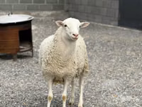 公羊, Dorper sheep — 照片 2