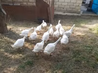 कुबान — फ़ोटो 2