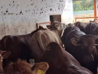 Taureau, Simmental cattle — photo 6