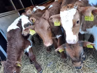 公牛, Simmental cattle — 照片 1