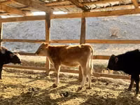 Taureau, Swiss cattle — photo 3