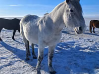 Horse (M), Alter Real — photo 4