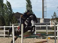 Mare, Friesian sport horse — photo 2