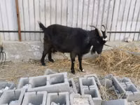 母山羊, Czech Brown Shorthaired goats — 照片 3