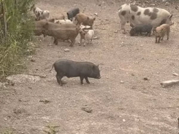 Verrat, Porcs