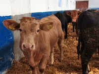 Cattle (batch, sex not specified), Simmental cattle — photo 4