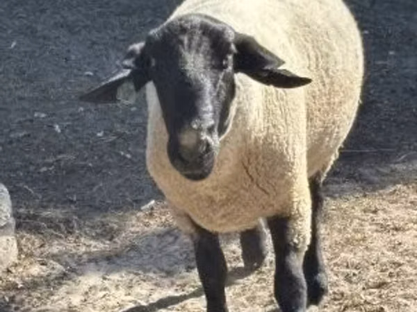Bélier, White Suffolk sheep