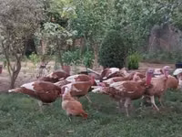 बोर्बन रेड — फ़ोटो 1